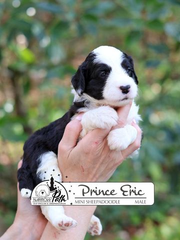 Sheepadoodle Puppies for sale
Mini Sheepadoodle Puppies for Sale
Micro Sheepadoodle Puppies for Sale