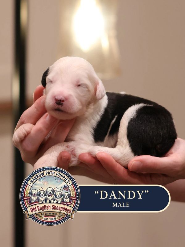 Old English Sheepdog puppies for sale