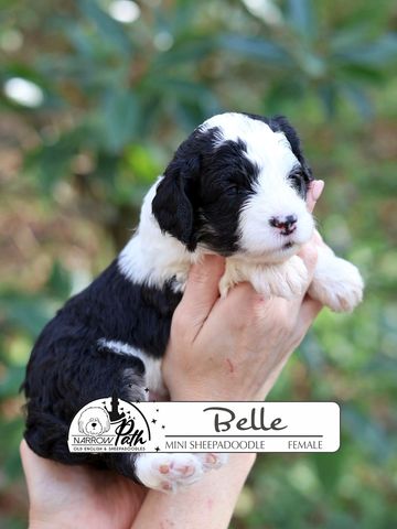 Sheepadoodle Puppies for sale
Mini Sheepadoodle Puppies for Sale
Micro Sheepadoodle Puppies for Sale