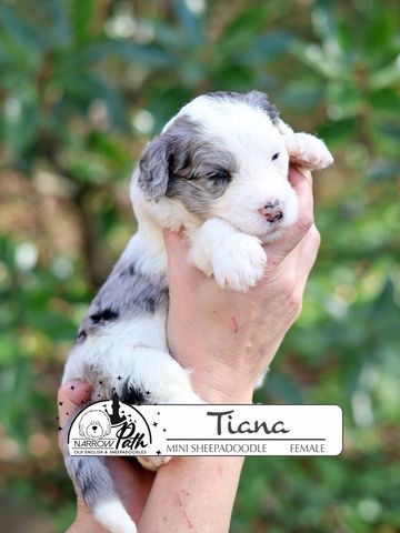 Sheepadoodle Puppies for sale
Mini Sheepadoodle Puppies for Sale
Micro Sheepadoodle Puppies for Sale