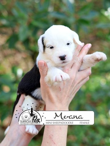 Sheepadoodle Puppies for sale
Mini Sheepadoodle Puppies for Sale
Micro Sheepadoodle Puppies for Sale