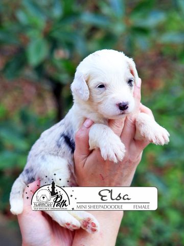 Sheepadoodle Puppies for sale
Mini Sheepadoodle Puppies for Sale
Micro Sheepadoodle Puppies for Sale