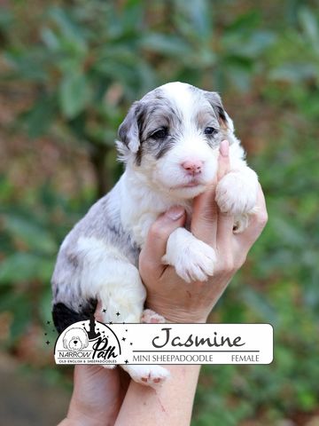 Sheepadoodle Puppies for sale
Mini Sheepadoodle Puppies for Sale
Micro Sheepadoodle Puppies for Sale