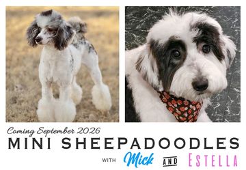 Mini Sheepadoodle puppies Mick and Estella coming in September 2026.