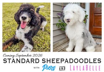 Two standard sheepadoodles posing for the camera.