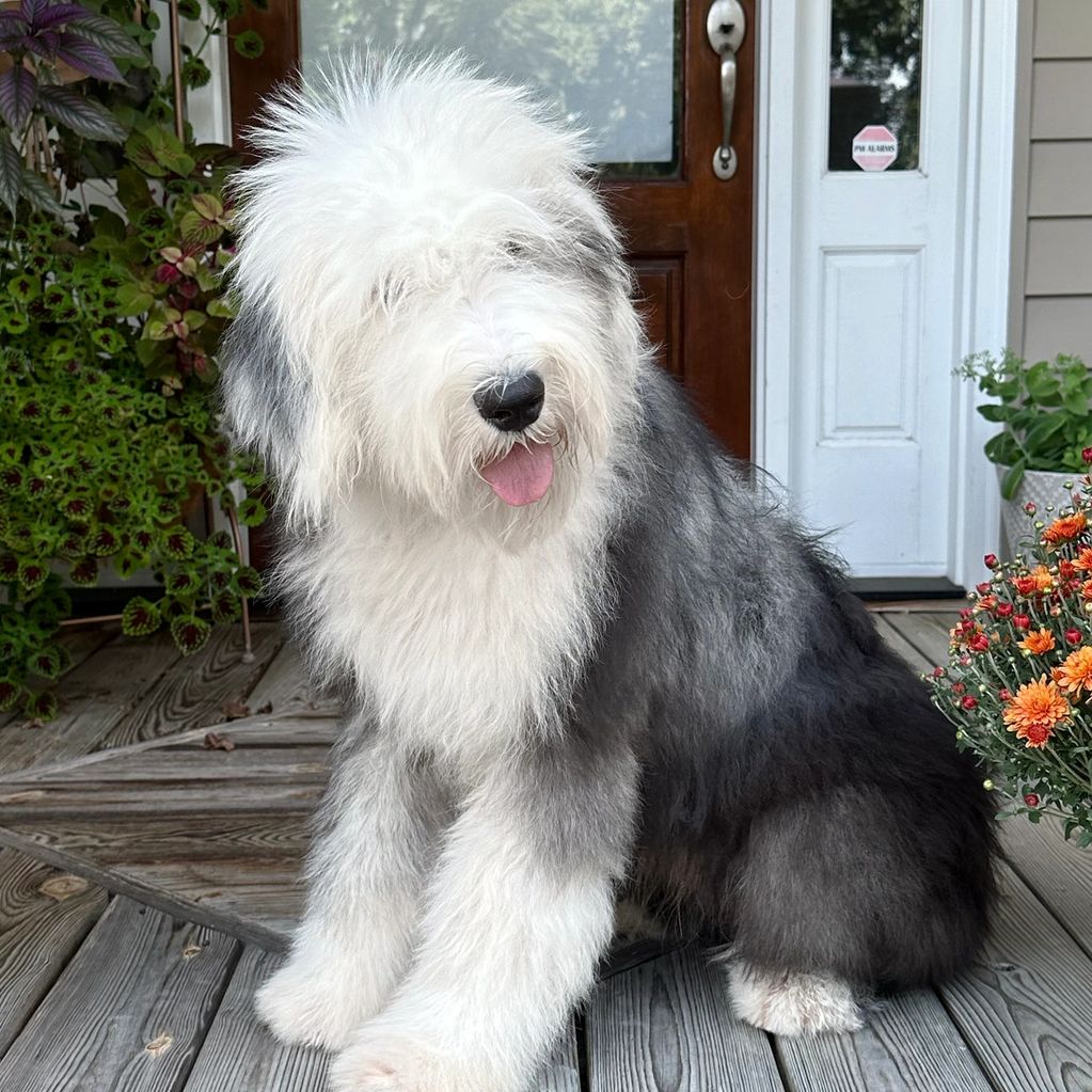 Old English Sheepdog puppy