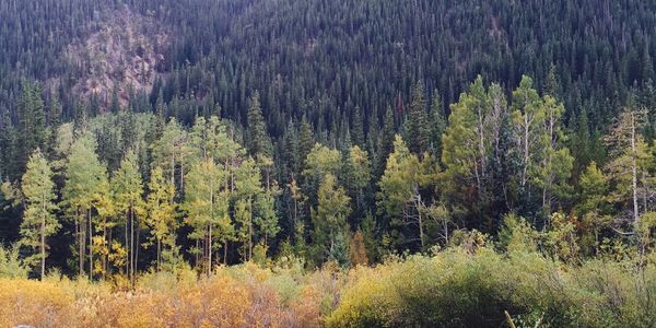A vibrant forest with a mix of green and autumn-colored trees.