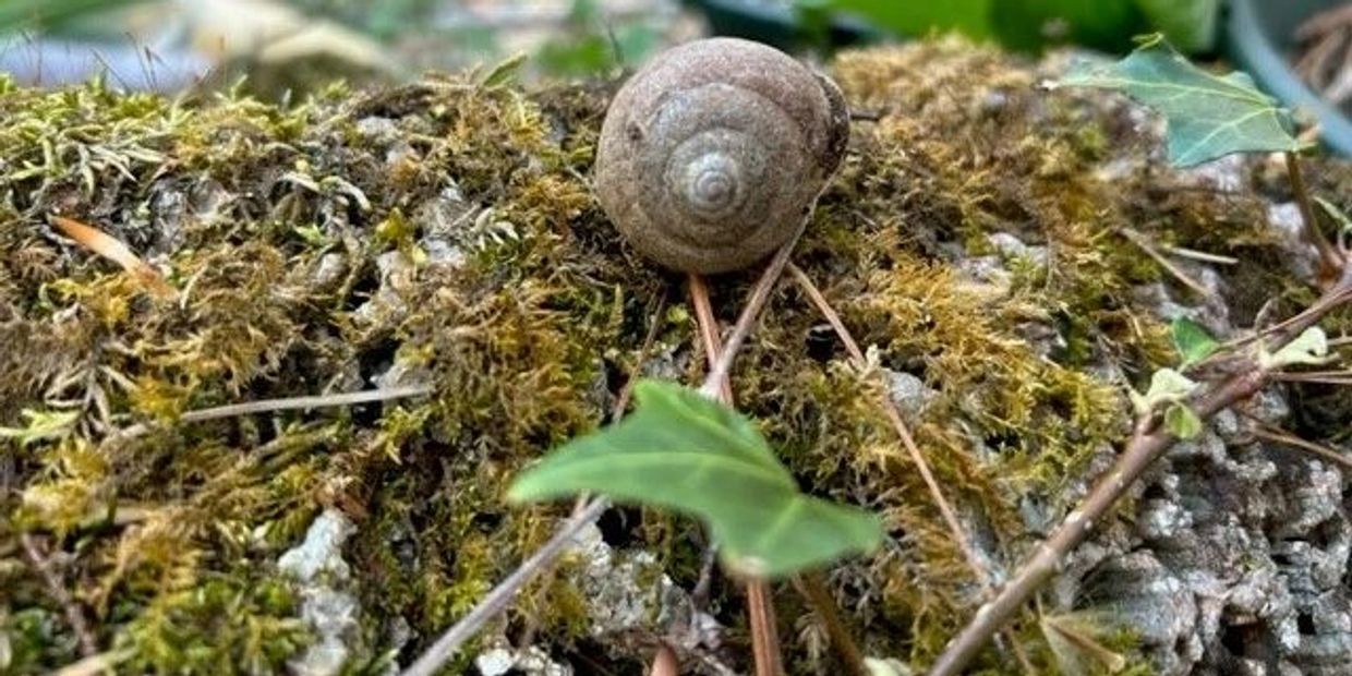 Close-up of a snail on mossy ground.