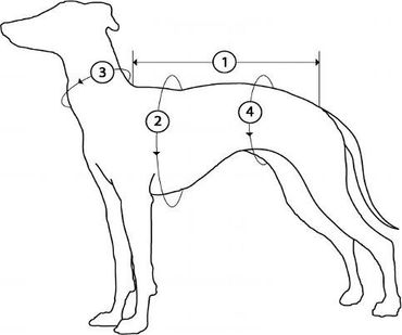 image of a dog with numbers on as a guide to how to measure your dog