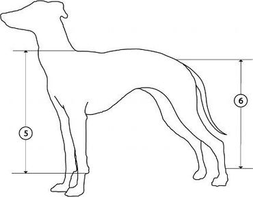 image of a dog with numbers on how to measure your dogs height
