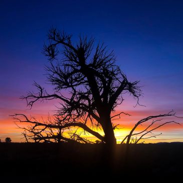Silhouette of a leafless tree against a vibrant sunset sky.
