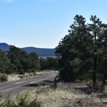 A dirt road winding through a forested area with mountains in the distance.