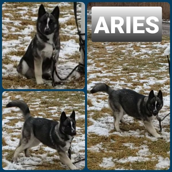 Collage of a black and white dog named Aries playing in a snowy field.