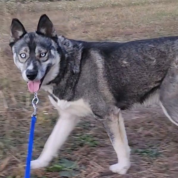 Siberian Husky with blue eyes on a walk.