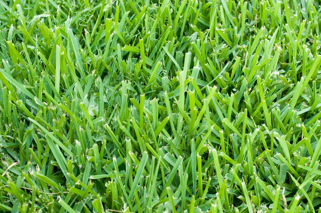 Common St. Augustine Grass