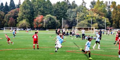 Children playing soccer on a green field surrounded by trees.