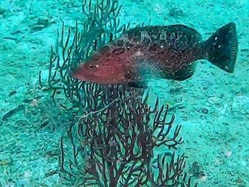 Popular dive sites in Panama City Beach, Panama City Beach diving excursions, Dive Panama City Beach’s coral reefs, Wreck diving in Panama City Beach, Top Panama City Beach dive locations, Panama City Beach scuba diving trips, Best diving spots in Panama City, Explore underwater in Panama City Beach, Dive into Panama City Beach’s waters