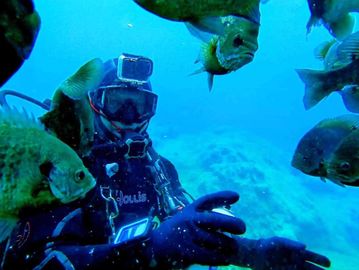 vortex springs, bream, freshwater fish.