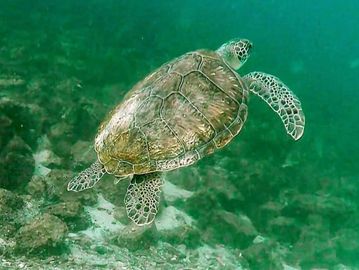 Dive with sealife, Underwater sealife encounters, Scuba diving with marine life, Explore sealife while diving, Sealife scuba diving trips, Dive into sealife habitats, Sealife diving experiences, Dive with tropical sealife, Discover sealife underwater, Sealife diving tours, Sealife