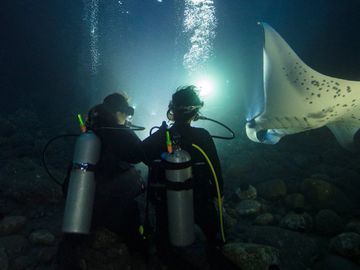 Dive with sealife, Underwater sealife encounters, Scuba diving with marine life, Explore sealife while diving, Sealife scuba diving trips, Dive into sealife habitats, Sealife diving experiences, Dive with tropical sealife, Discover sealife underwater, Sealife diving tours, Sealife