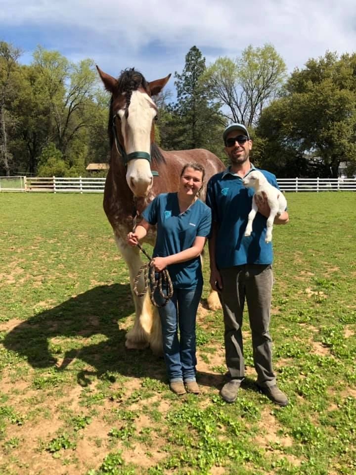 South Fork Veterinary Service