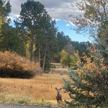 The costs are based upon the time needed to produce the document you desire.
Prices are based on an