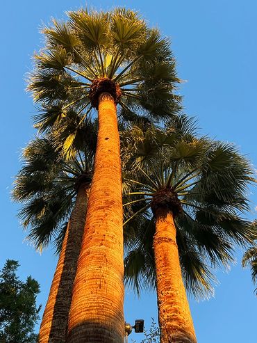 huge palm trees in palm springs california