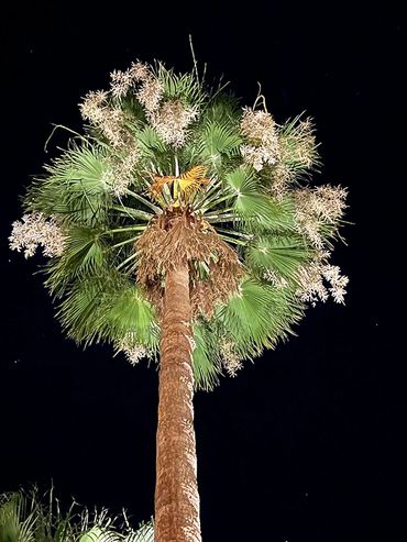 palm springs california palm trees at night with light on it at casa de monte vista