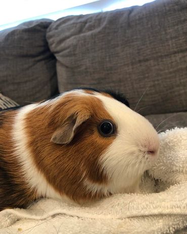 Guinea pig