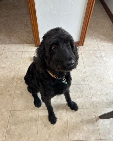 Jax the labradoodle after his ear cleaning