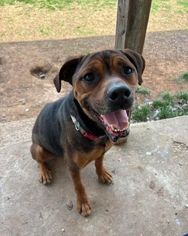 Jeff the hound mix sitting on the porch
