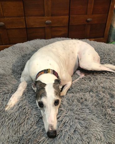 Lana the greyhound laying on her dog bed