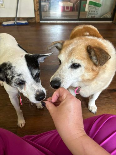 Pootie and Trixie getting treats after their nail trims