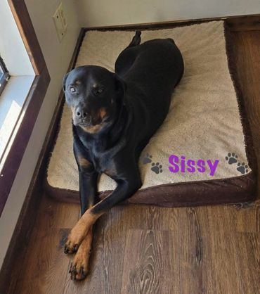 Sissy the rottweiler posing for the camera