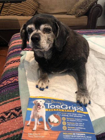 Sophie the senior dog with her Dr. Buzby's Toe Grips