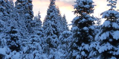 A photo of snow covered pine trees