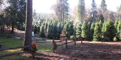 A picture showing living christmas trees on a hillside