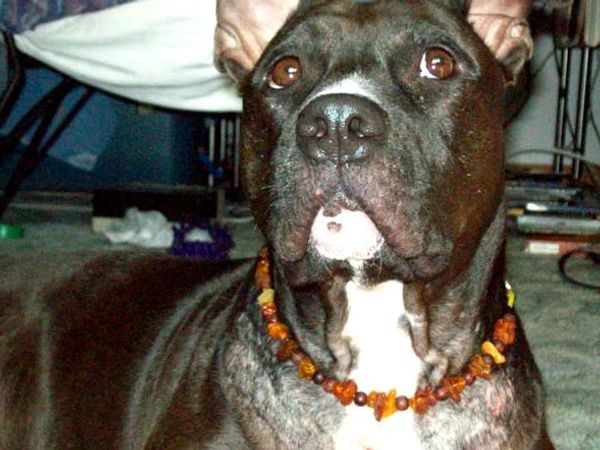 Amber collar on dog