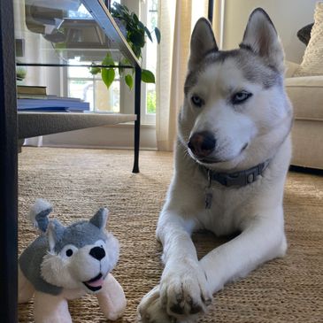 husky with stuffed toy 