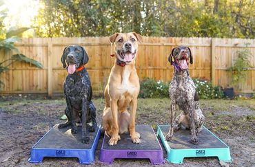 A German Shorthair, Black Mouth Curr mix, and another German Shorthair are all sitting on place.