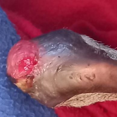 The skin is more hydrated and moist, now the skin has started to cover nicely