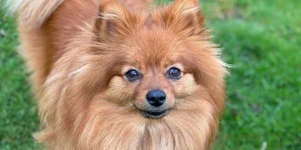 Our Pomeranian looking cute