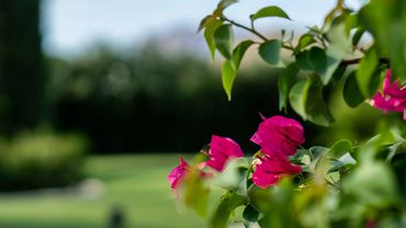 Bougainvillea