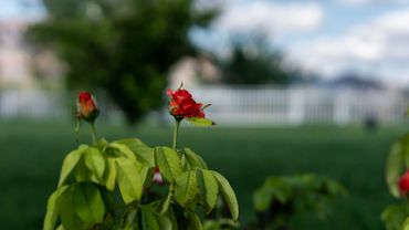 Red Flowers