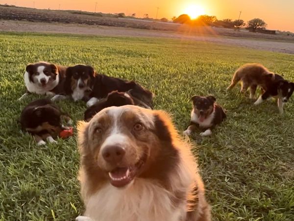 Sunshine and Australian Shepherds