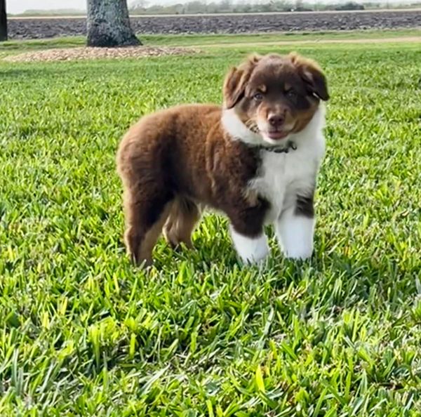 Red Tri Male Miniature Australian Shepherd Puppy