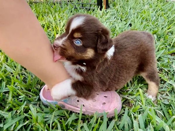 Red Tri Male Miniature Australian Shepherd with Ghost Eyes
