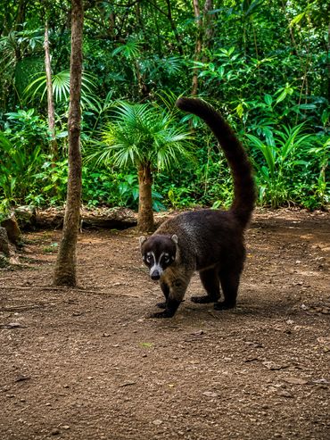 Meet one of the Yucatán's most curious and charismatic jungle residents.