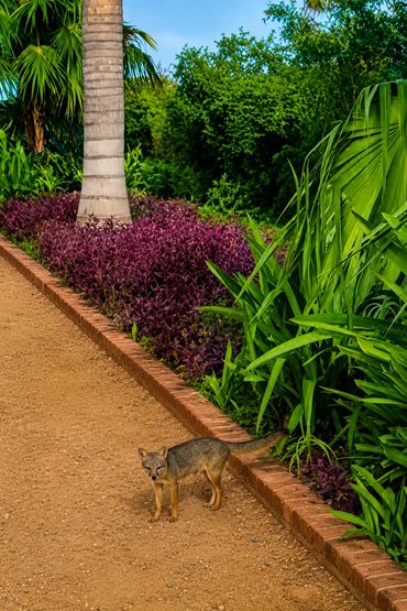 A quiet encounter with one of the Riviera Maya jungle's most elusive little residents.