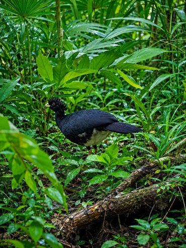 Discover one of the Yucatán's most remarkable and elusive birds in its natural habitat.